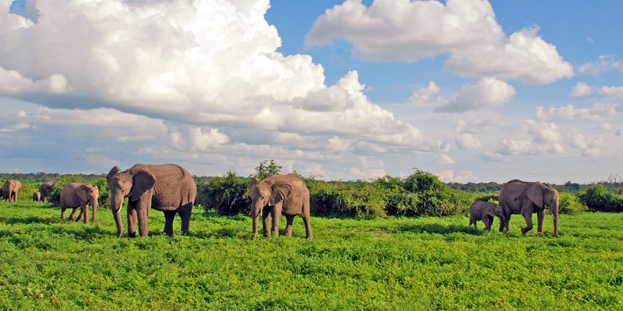 Viewing wildlife in Chobe National Park