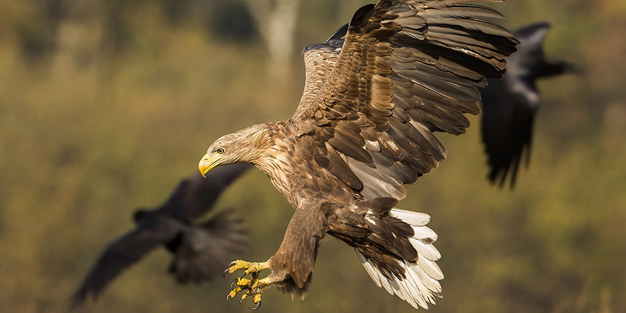 Sailing Trollfjord on a sea eagle safari