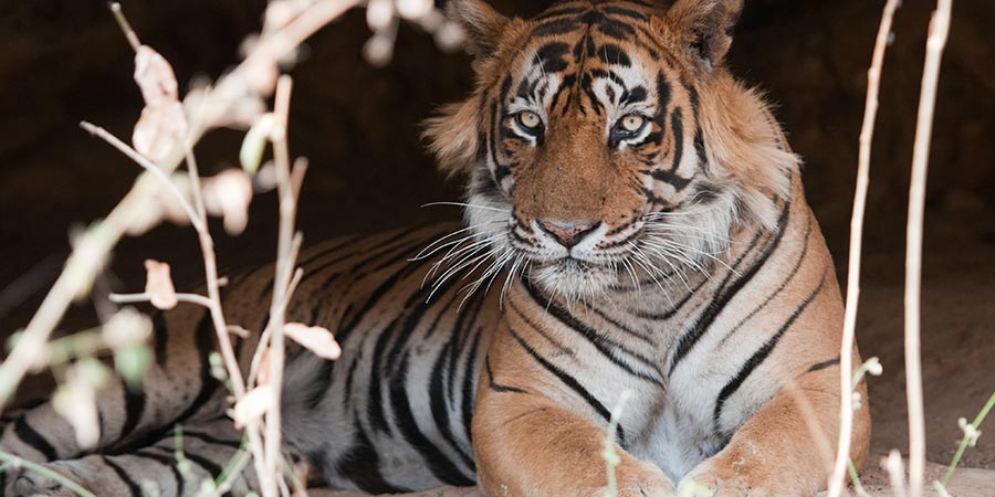 Ranthambore National Park