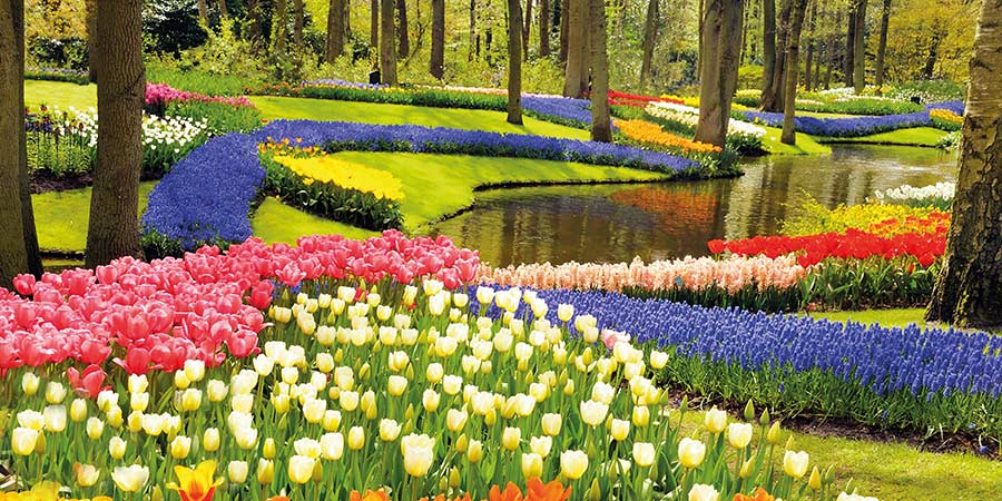 Admiring spring blooms at Keukenhof Gardens