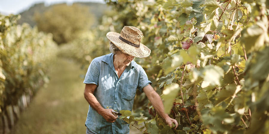 Indulging in a wine-tasting at a Dordogne vineyard
